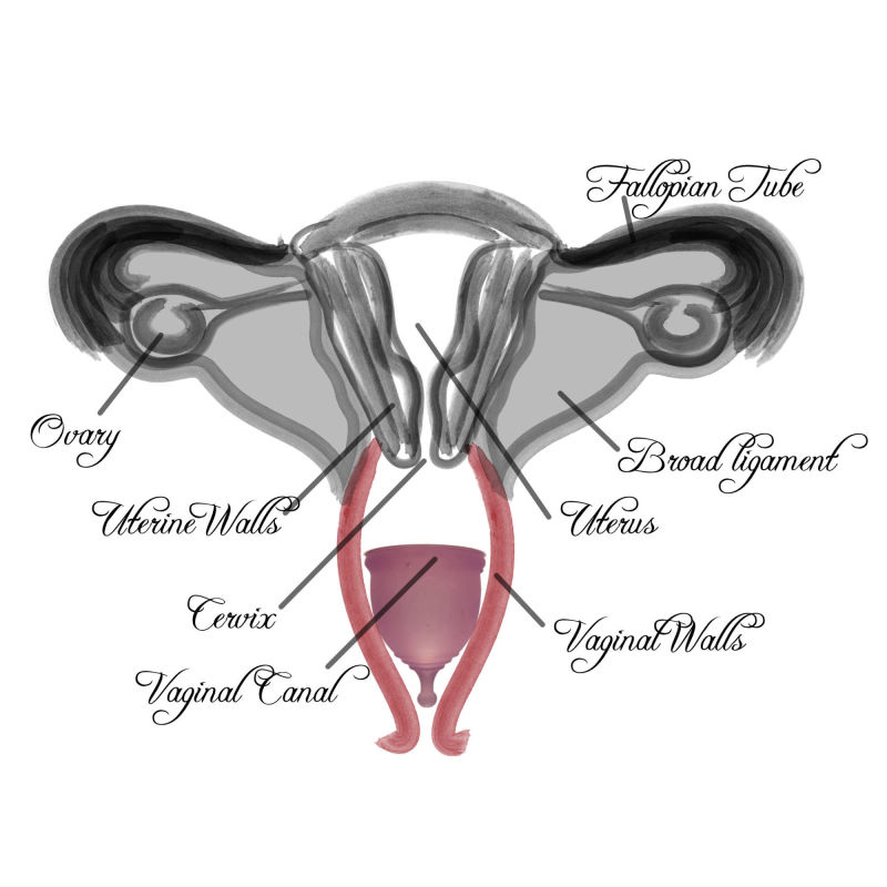 Vaginal Diagram