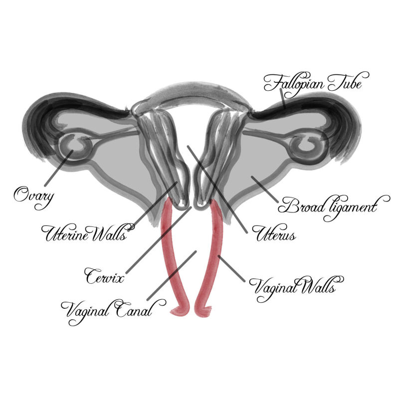 Vaginal Diagram