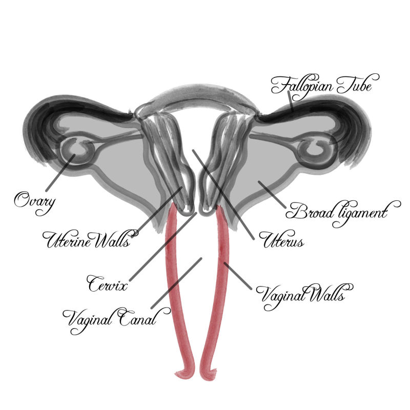 Vaginal Diagram